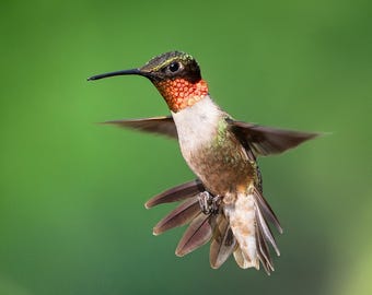 RUBY-THROATED HUMMINGBIRD Ready to Hang Print - Etsy