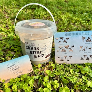 SHARK BITES DIG, Great way to journey through time sifting through authentic shark teeth, fossils, and shells. All found in Florida waters.