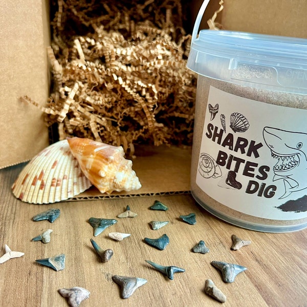 SHARK BITES DIG, Great way to journey through time sifting through authentic shark teeth, fossils, and shells. All found in Florida waters.