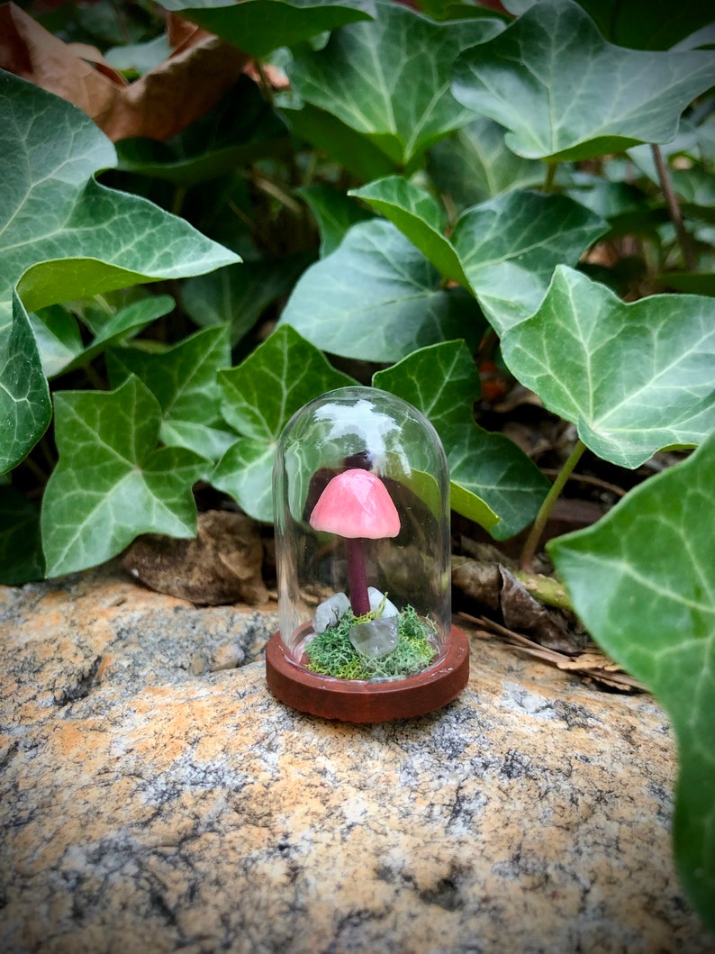 Mini Bleeding Fairy Helmet Mushroom Terrarium Handcrafted Oddity Decor