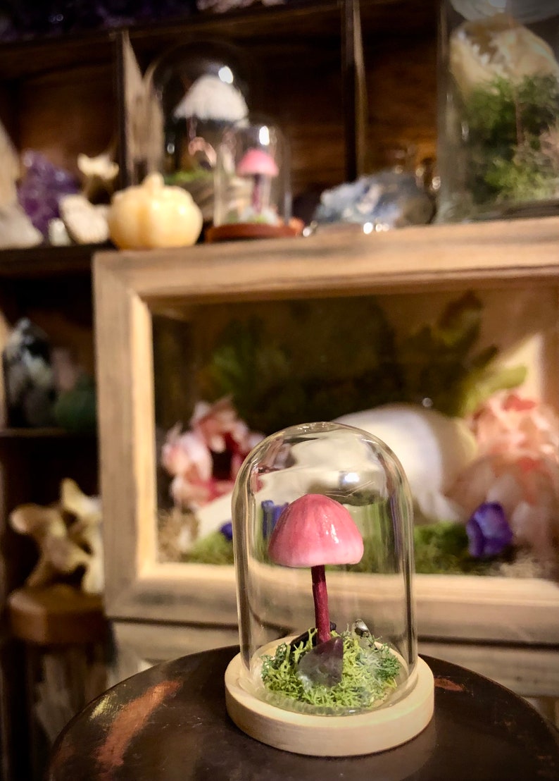 Mini Bleeding Fairy Helmet Mushroom Terrarium Handcrafted Oddity Decor