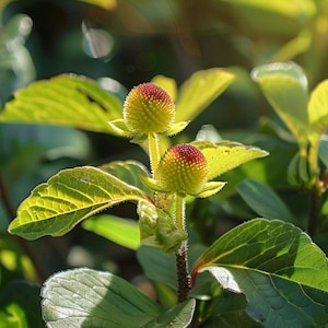 May include: Close-up of a plant with two flower heads. The flower heads are round, with a red and yellow textured surface. The plant has green leaves and stems, with sunlight illuminating the scene. The image is a nature photograph.