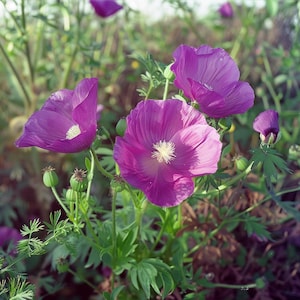 Purple Poppy Mallow Seeds - Callirhoe involucrata | Perennial Wildflower | Drought-Tolerant Garden Beauty