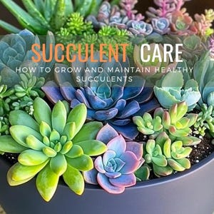 May include: A close-up of a variety of succulents in a dark gray pot. The succulents are green, pink, and blue. The text "Succulent Care" is written in orange letters on a white background. The text "How to Grow and Maintain Healthy Succulents" is written in black letters on a white background. The text "Flor + Fable" is written in orange letters on a white background.