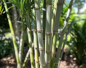 Unrooted Sugarcane Cutting: Propagation, Fresh and Ready to Root, Non-GMO