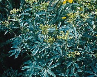 Rue Herb Seeds - Unique Aromatic Plant for Your Herbal Collection