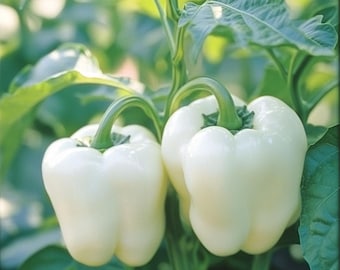 White Bell Pepper Seeds – Non-GMO, Heirloom, Sweet & Crisp, Ideal for Gardeners, Homegrown Organic Peppers