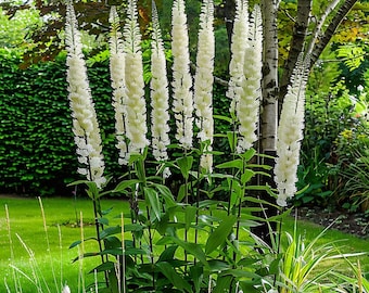 Black Cohosh Garden Seeds | Native Shrub | Pollinator-Friendly | Drought-Tolerant