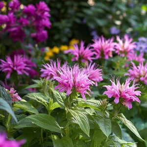 Bee Balm Monarda Seeds - Vibrant Blooms and Fragrant Leaves for Your Garden