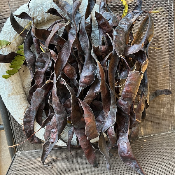 Locust Tree Seed Pod