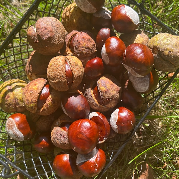 Horse Chestnuts - Pack of 10 Conkers Buckeyes Chestnut Tree Seed for Decoration Education Arts and Crafts