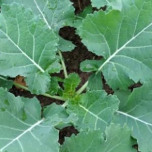 Può includere: Primo piano di una pianta verde con foglie grandi e testurizzate. La pianta sta crescendo in un giardino con terreno scuro.