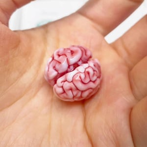 Könnte beinhalten: Ein kleines, rosa und weißes Gehirnmodell, das einem menschlichen Gehirn ähnelt, wird in der Hand einer Person gehalten.