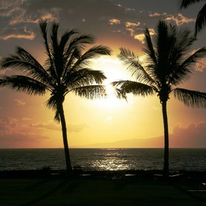 May include: Silhouette of two palm trees against a vibrant orange sunset over a calm ocean.