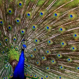 Peacock - close up - feathers - full- open - brilliant colors - nature - bird -