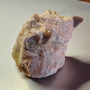 Oreodont Fossil Jaw Bone Specimen |  Extinct Merycoidodon Oligocene | NW Nebraska