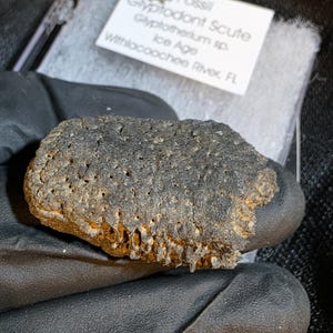 Glyptodont Scute | Ice Age Fossil | Withlacoochee River, Florida | Prehistoric Bone