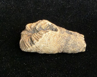 May include: A fossilized horn coral specimen with a rough, tan-colored exterior and a textured, ridged surface. The object displays a conical shape with a wide, open top featuring intricate, radiating internal septa patterns in a light brown hue.
