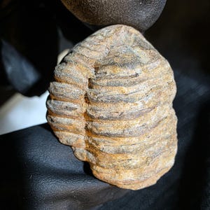 May include: A fossilized trilobite with a segmented body and a curved shape. The fossil has a textured surface with bands of brown, tan, and black. The trilobite is a prehistoric marine arthropod.