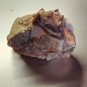 Extinct Oreodont Jaw Fossil Bone Specimen NW Nebraska