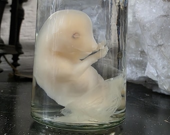 Preserved Fetal Wet Specimen | Glass Jar | Fetus Oddity