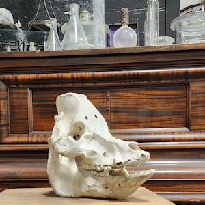 May include: A detailed view of a white animal skull with visible teeth and eye sockets. The skull is positioned in front of a dark wooden cabinet, with various glass laboratory equipment on a shelf above.