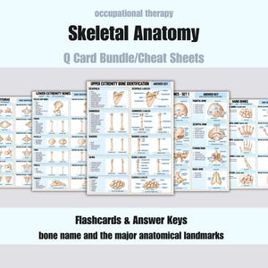 May include: A set of occupational therapy skeletal anatomy Q card bundle cheat sheets featuring flashcards and answer keys. The cards display illustrations of bones with labels for bone names and major anatomical landmarks in English text.