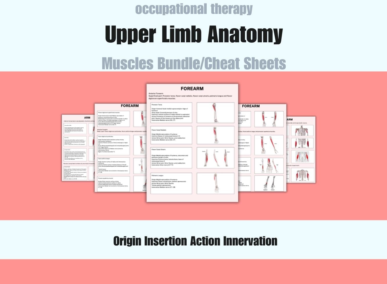 Muscles table occupational therapy, hand therapy, upper limb study sheets, reference sheets, guide, student notes, OT, PT