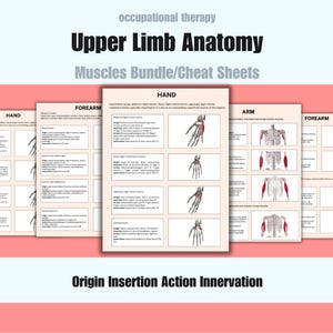 Muscles table occupational therapy, hand therapy, upper limb study sheets, reference sheets, guide, student notes, OT, PT