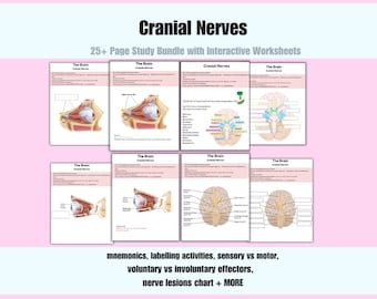 May include: A 25+ page study bundle with interactive worksheets titled Cranial Nerves. The pages feature anatomical diagrams of the brain, eye, and cranial nerves with labeling activities, mnemonics, sensory vs motor, and nerve lesions charts.