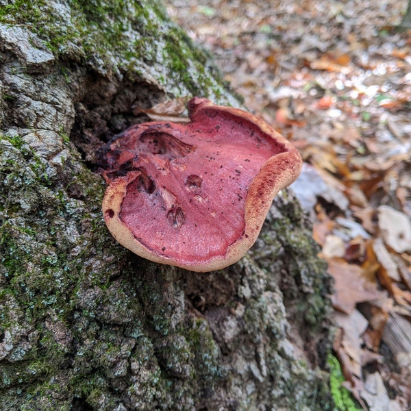 Beefsteak Polypore Wild Clone (Fistulina sp.)