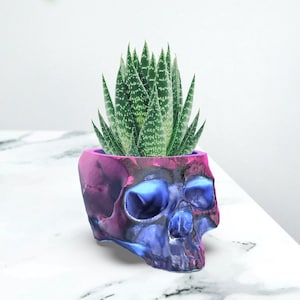 May include: A blue and pink skull-shaped planter with a green succulent plant inside.