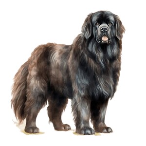 Newfoundland car sticker dog sticker