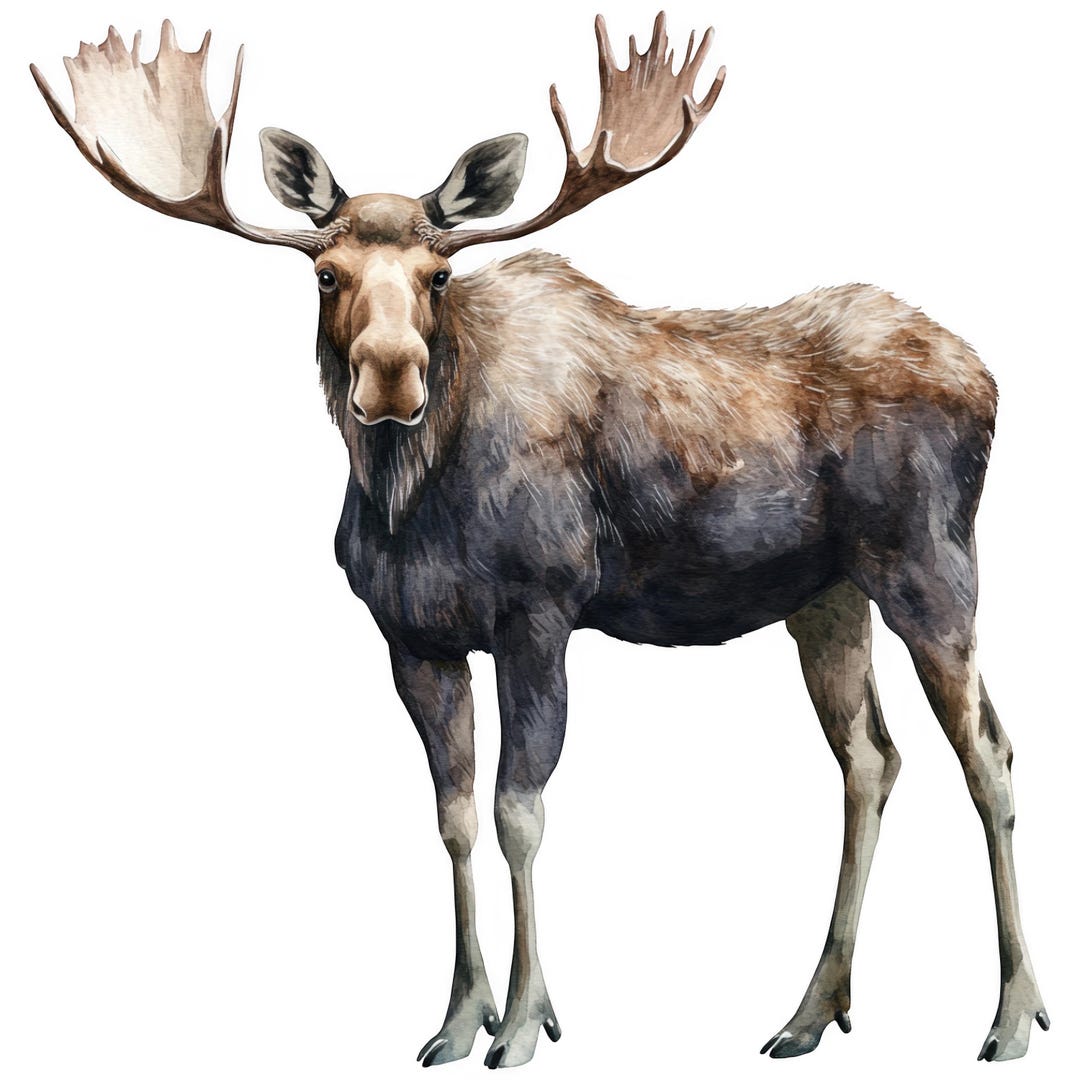 Moose Sticker Set Multipack Watercolor Car Stickers 9 X 9 Cm Woodland ...