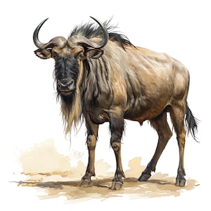 May include: Watercolor illustration of a wildebeest. The animal has a tan body, a black mane and beard, and curved horns. It stands on a sandy surface with a white background.