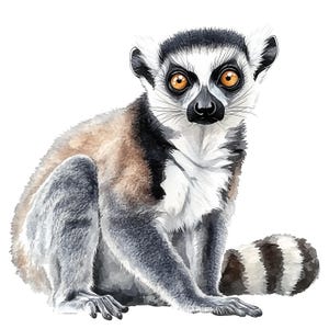 May include: Watercolor illustration of a ring-tailed lemur. The lemur is depicted in a seated position with a fluffy gray and brown body, a black and white striped tail, and large orange eyes. The lemur's face is white with black markings.