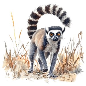May include: Watercolor illustration of a ring-tailed lemur walking forward. The lemur has a black and white striped tail, gray body, and orange eyes. The background features watercolor brushstrokes of dry grass.