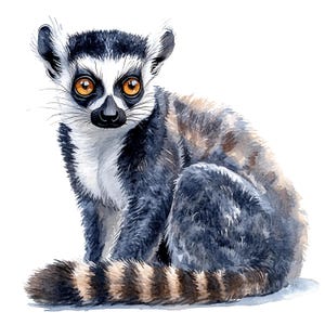 May include: Watercolor illustration of a ring-tailed lemur. The lemur has a white face with large orange eyes, black nose, and black and white striped tail. The fur is a mix of gray, black, and brown. The lemur is sitting down.