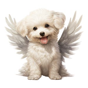 Op de afbeelding: Een schattige, pluizige witte puppy met grote, gevederde engelen vleugels. De hond heeft een vrolijke uitdrukking, met zijn tong uitgestoken. De afbeelding is tegen een effen witte achtergrond.