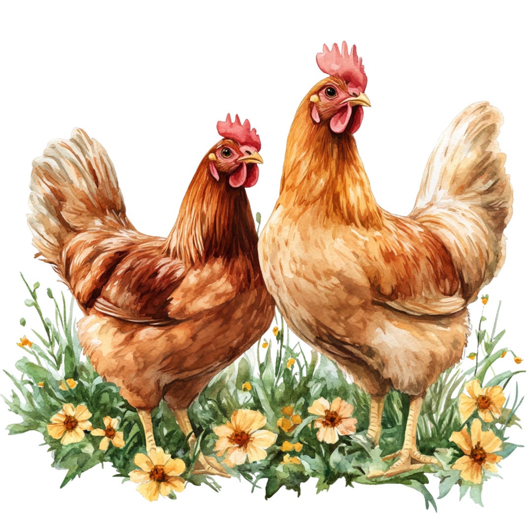 Chicken Sticker Set 9 X 9 Cm Farm Car Stickers Chicken Farm Decoration ...