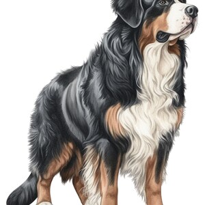 Berner Sennenhund Auto Aufkleber Hunde Sticker