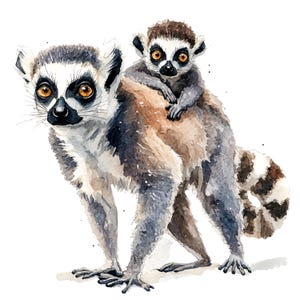 May include: Watercolor illustration of two ring-tailed lemurs. The larger lemur has a white face with black markings around the eyes and nose, and a brown body. A smaller lemur is riding on its back. The background is white.
