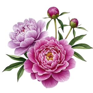 Pioen Muursticker Roze Paars, Bloemen Muursticker, Bloemen Decoratie Sticker
