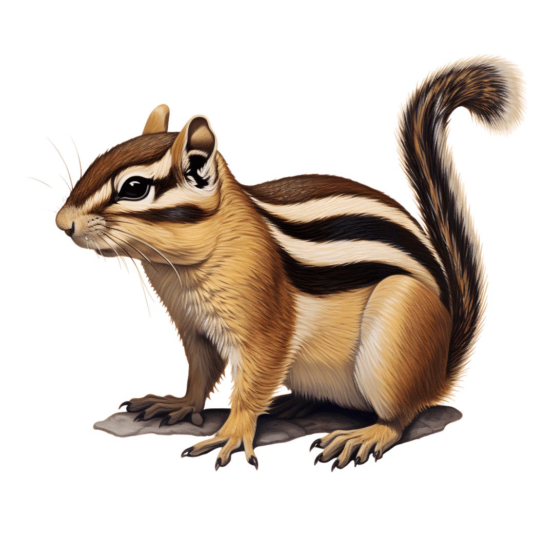 Chipmunk Sticker 5X Chipmunk Stickers Car Decals Woodland Animal Cute Vinyl Waterproof ...
