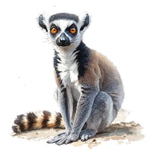May include: Watercolor illustration of a ring-tailed lemur. The lemur is depicted in a seated position, with a black and white face, large orange eyes, and a striped tail. The lemur's fur is a mix of gray, brown, and white.