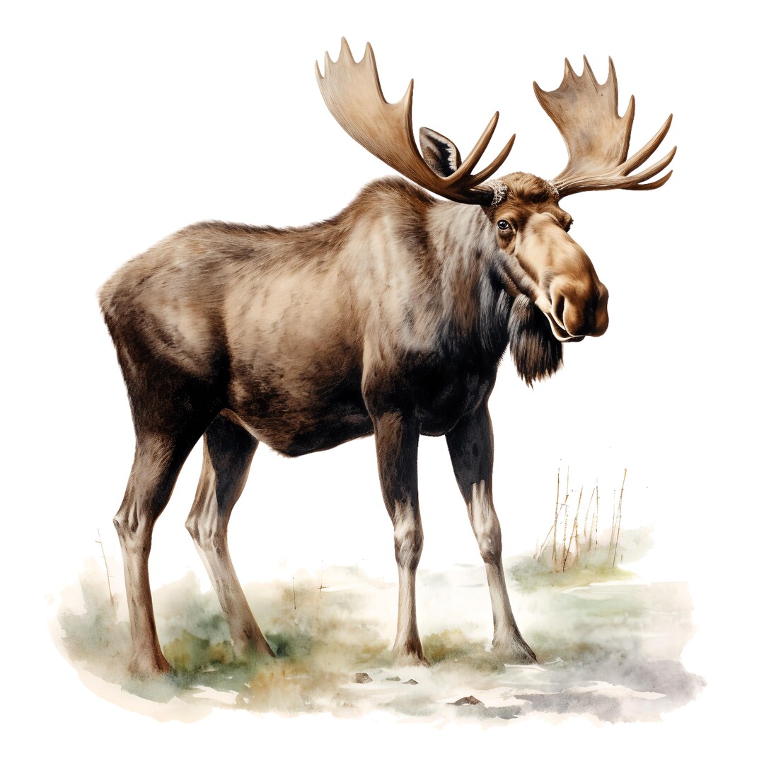 4x Moose Stickers Majestic Car Decals Wilderness Nature Vinyl ...