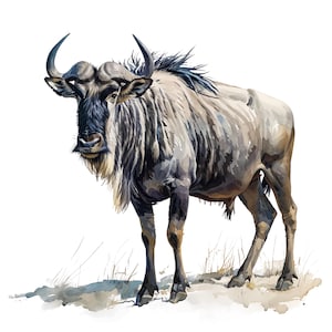 May include: Watercolor illustration of a wildebeest. The animal is depicted in shades of gray, brown, and black, with curved horns and a shaggy mane. The wildebeest stands on a patch of watercolor-style grass against a white background.
