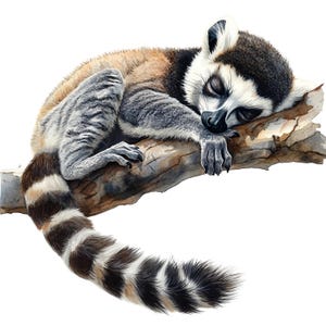 May include: Watercolor illustration of a ring-tailed lemur sleeping on a tree branch. The lemur has a black and white striped tail, gray and brown fur, and closed eyes. The branch is a light brown color.