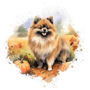 Pomeriaanse autosticker - Weerbestendige hondensticker voor op de autoruit en laptop - Cadeau-idee voor Pomeriaanse fans en liefhebbers