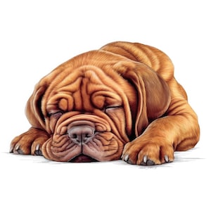 Puede incluir: Ilustración detallada de un cachorro marrón durmiendo con los ojos cerrados. El pelaje del cachorro es de un rico color marrón rojizo, y su rostro está muy arrugado. El cachorro está acostado, con las patas extendidas.